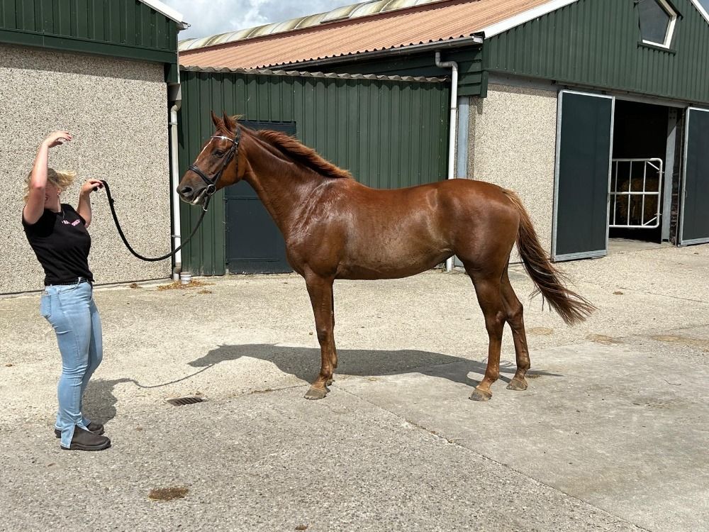 KWPN springpaard Merrie 5 jaar Vos te koop - Foto 2