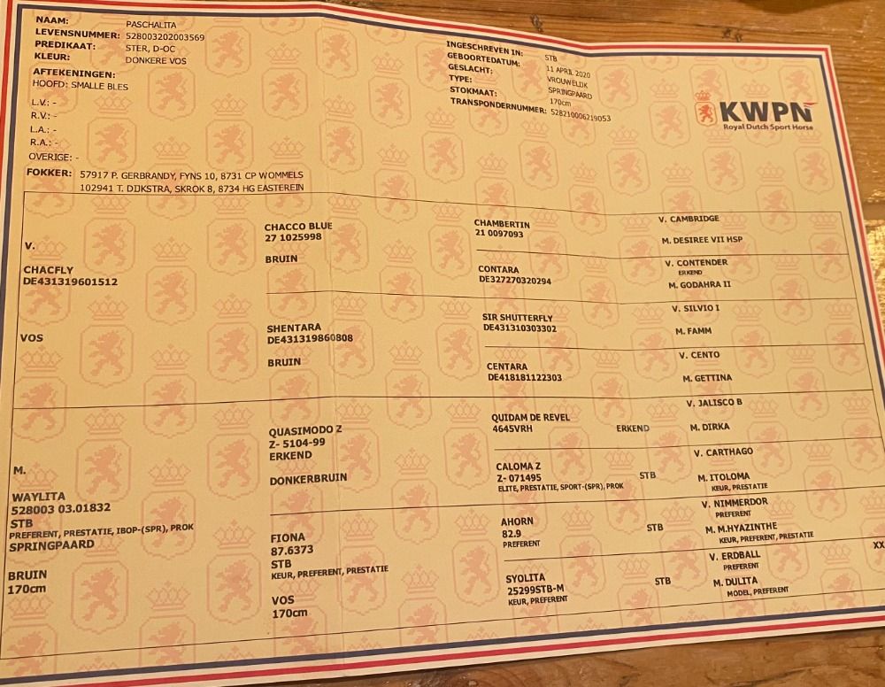 KWPN springpaard Merrie 5 jaar Vos te koop - Foto 3
