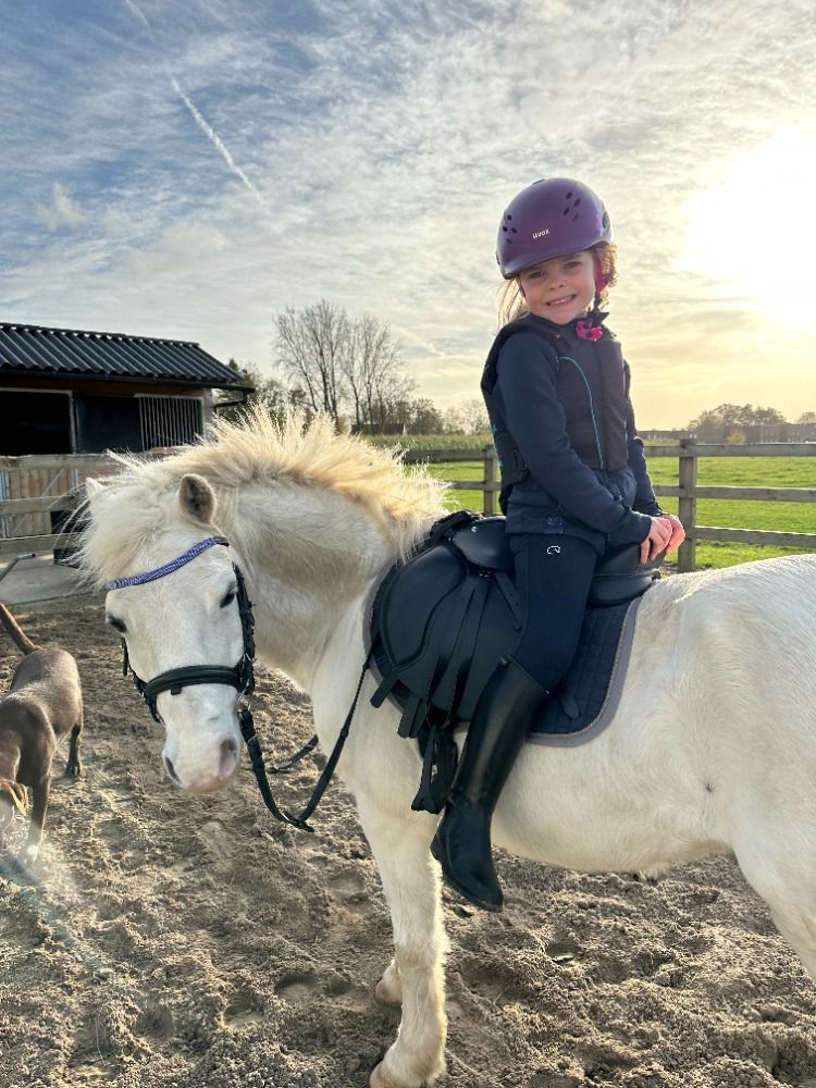 Welsh recreatie pony Ruin 18 jaar Schimmel te koop - Foto 3