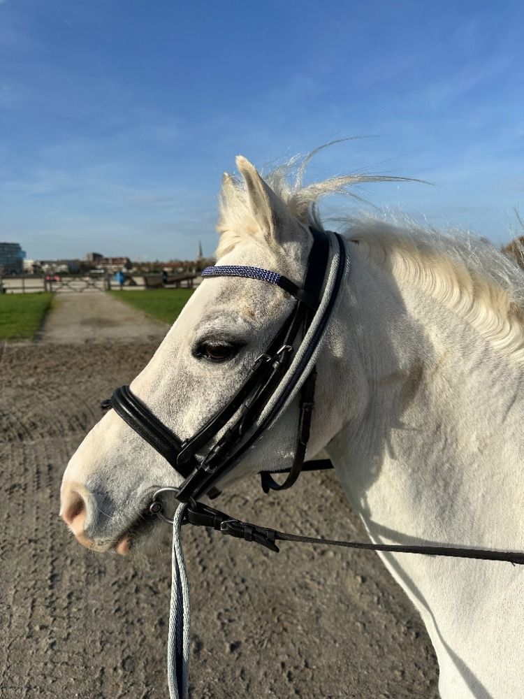 Welsh recreatie pony Ruin 18 jaar Schimmel te koop - Foto 2