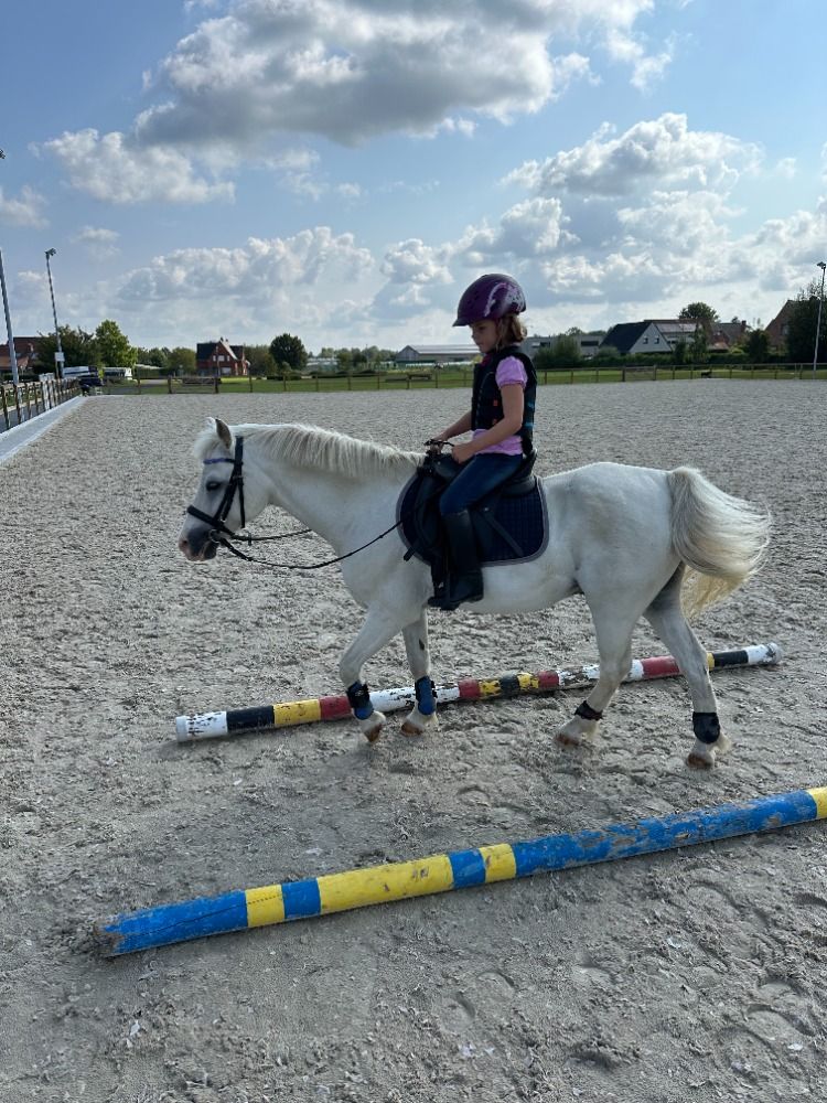 Pony te koop