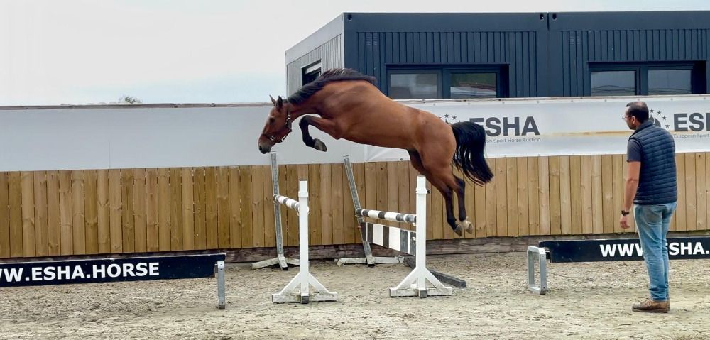 4-jarige ruin, Carlito CK Z CARIBIS Z x NABAB DE REVE