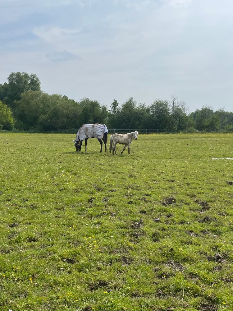Appaloosa pony recreatie pony Ruin 4 jaar Andere te koop - Foto 2