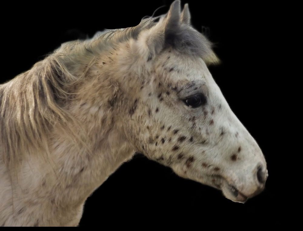 Super leuke A pony