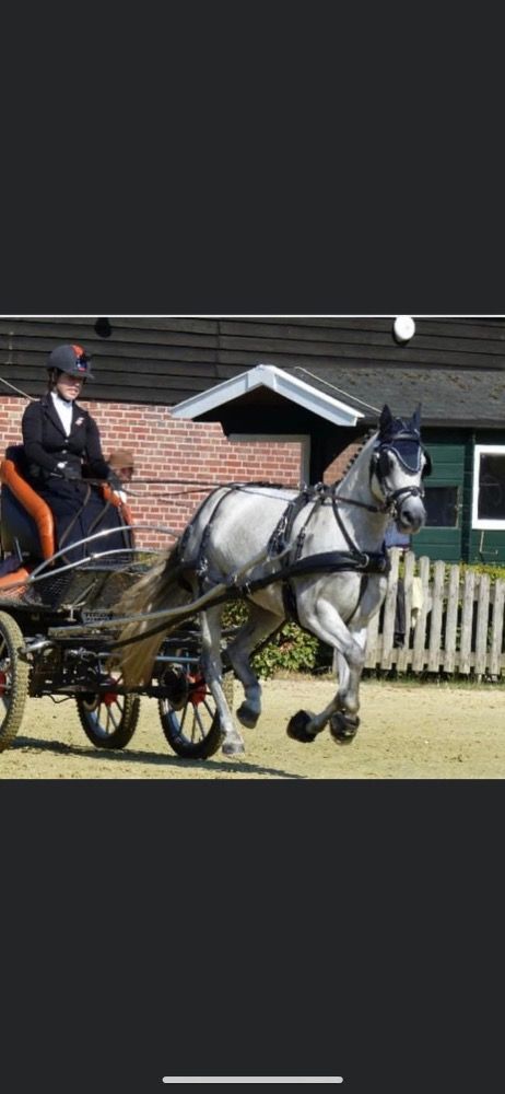 BWP allround-pony Merrie Andere te koop - Foto 4