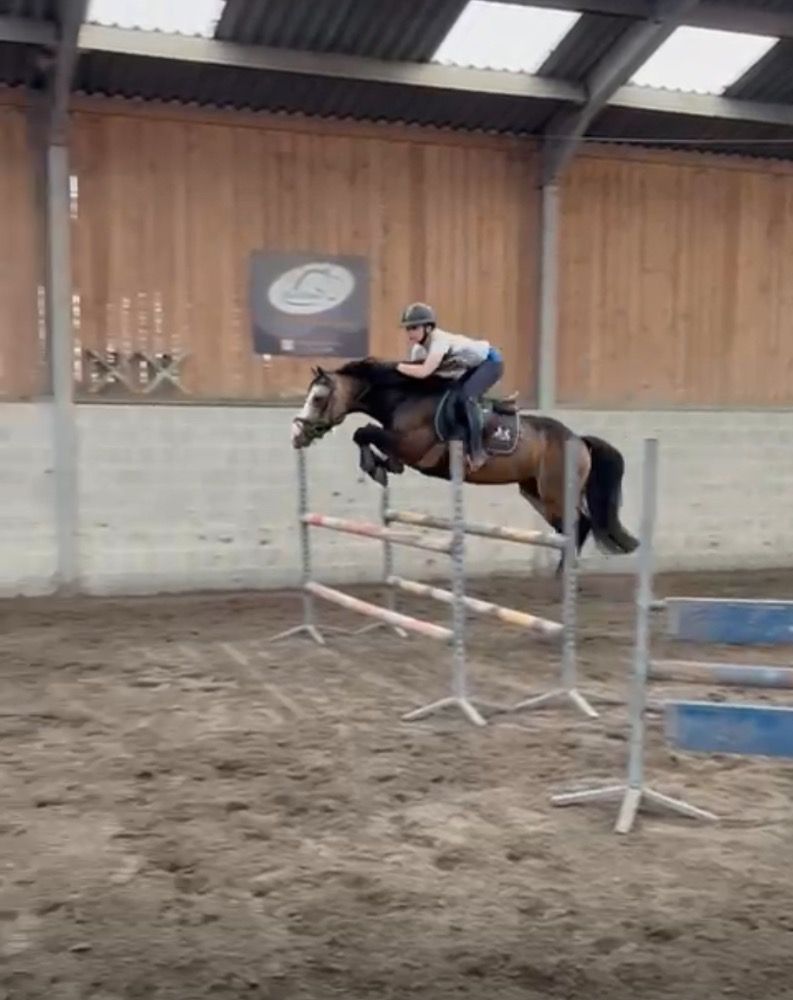 BWP allround-pony Merrie Andere te koop - Foto 6