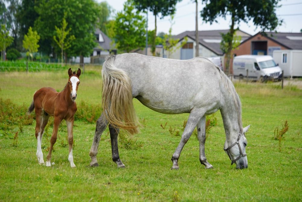 Zangersheide fokmerrie Merrie 9 jaar Schimmel te koop - Foto 2