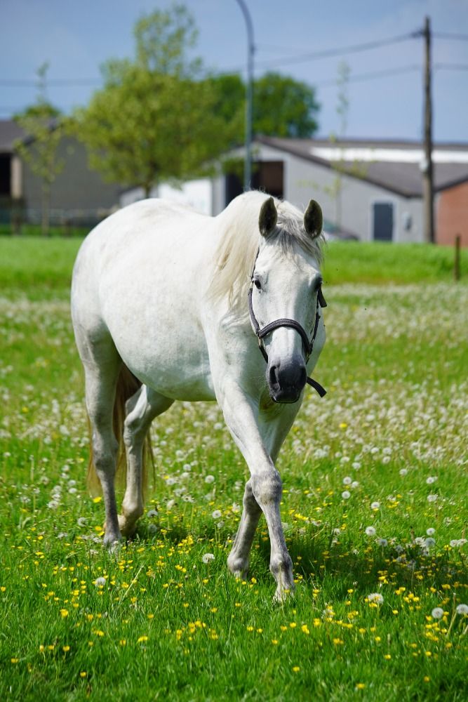 Zangersheide fokmerrie Merrie 9 jaar Schimmel te koop - Foto 4
