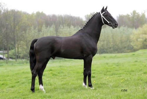 GEZOCHT Zwart Menpaard