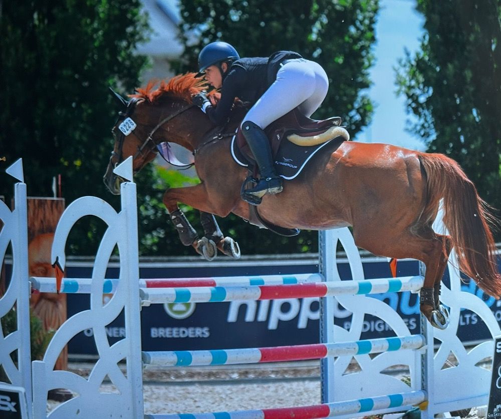 Ander stamboek springpaard Merrie 9 jaar Vos te koop - Foto 2
