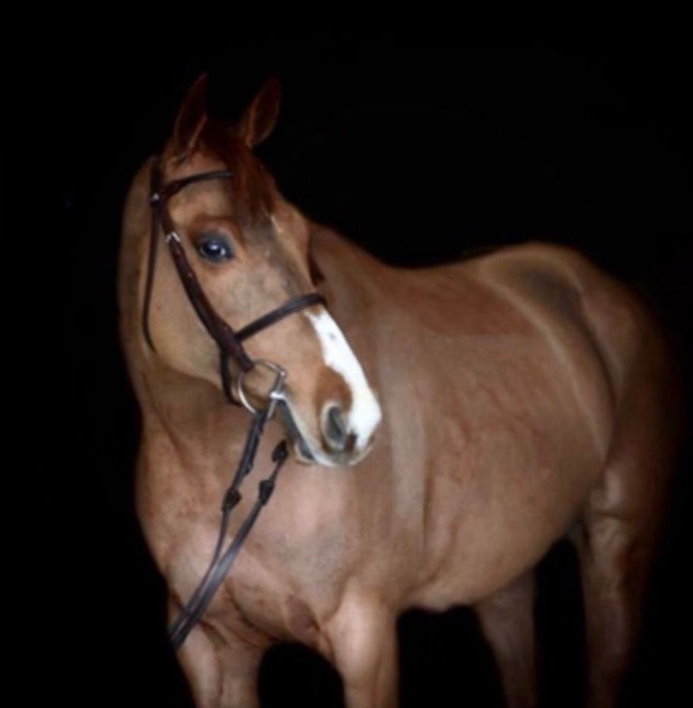 ?? Verkocht- SOLD ?? talentvolle 9-jarige merrie met internationale ervaring