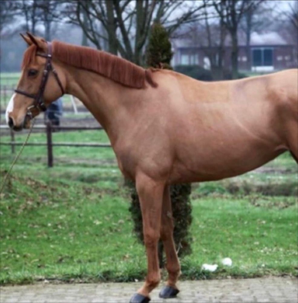 Ander stamboek springpaard Merrie 9 jaar Vos te koop - Foto 3
