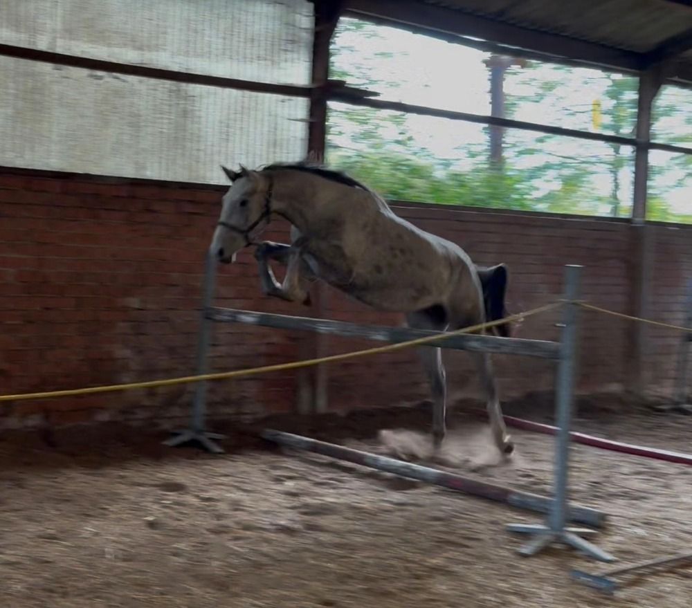 Zangersheide springpaard Merrie 2 jaar Schimmel te koop - Hoofdfoto