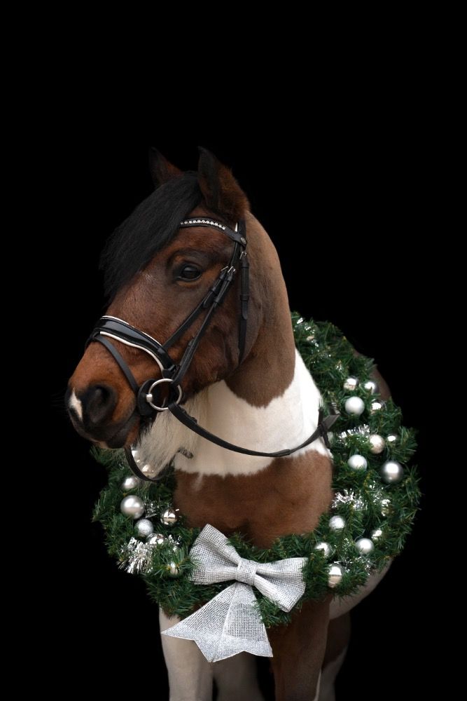 dressuurpony Ruin 16 jaar Bruin te koop - Foto 4