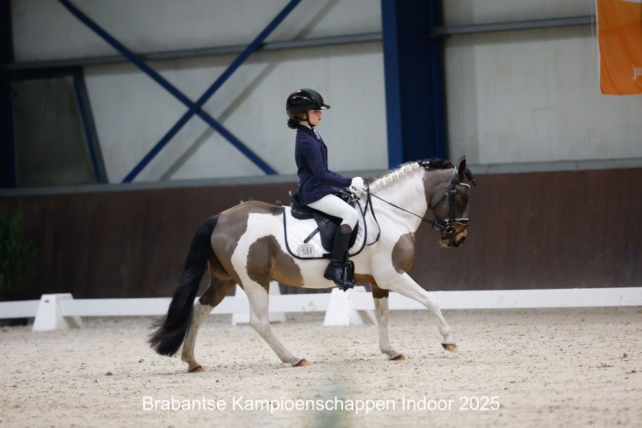 dressuurpony Ruin 16 jaar Bruin te koop - Foto 2