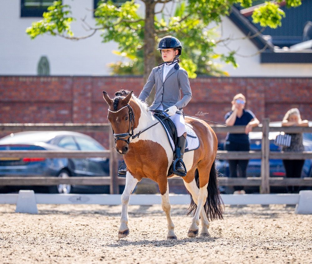 dressuurpony Ruin 16 jaar Bruin te koop - Foto 5