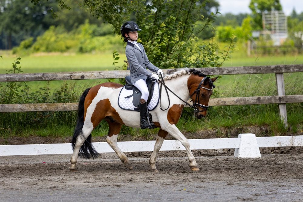 dressuurpony Ruin 16 jaar Bruin te koop - Foto 6
