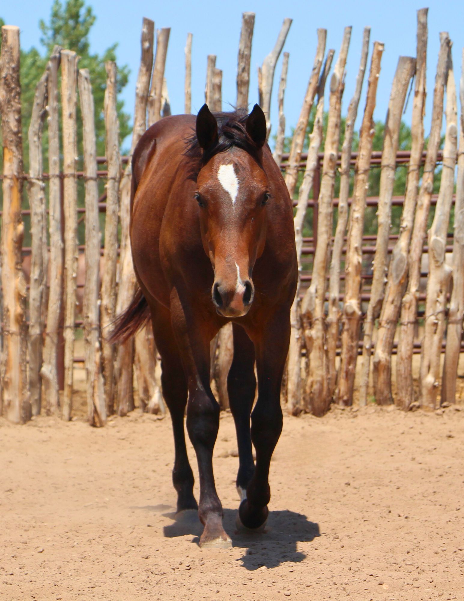 quarter-horse western-paard merrie 3 jaar te koop - Foto 2