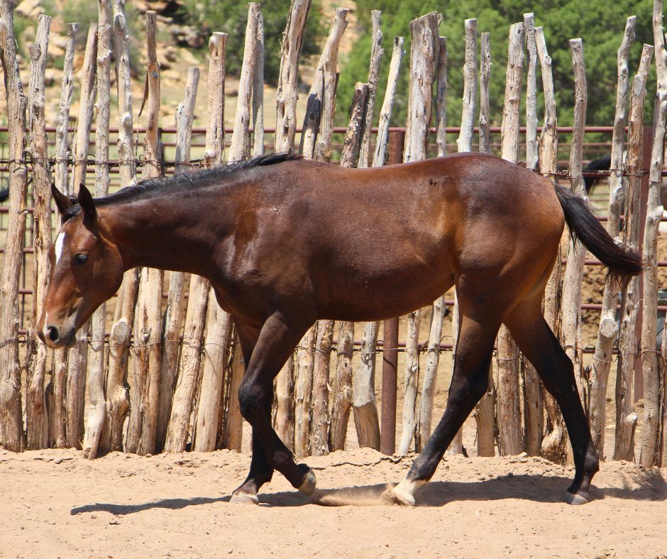 quarter-horse western-paard merrie 3 jaar te koop - Foto 3
