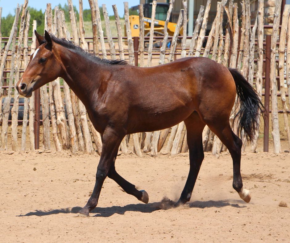 quarter-horse western-paard merrie 3 jaar te koop - Foto 4