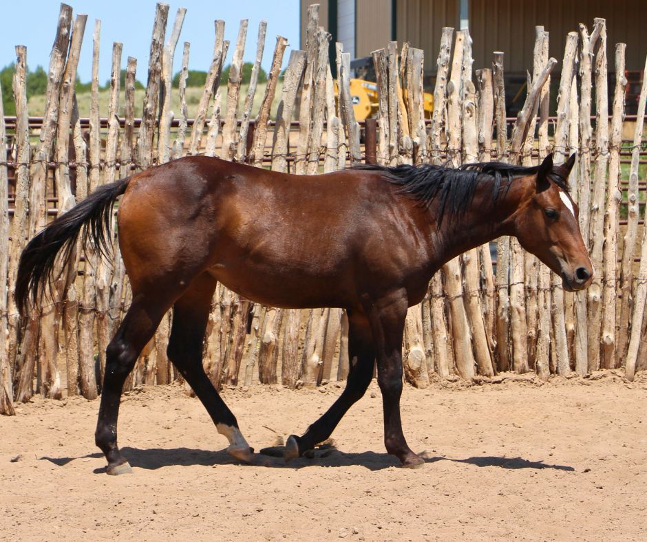 quarter-horse western-paard merrie 3 jaar te koop - Foto 5