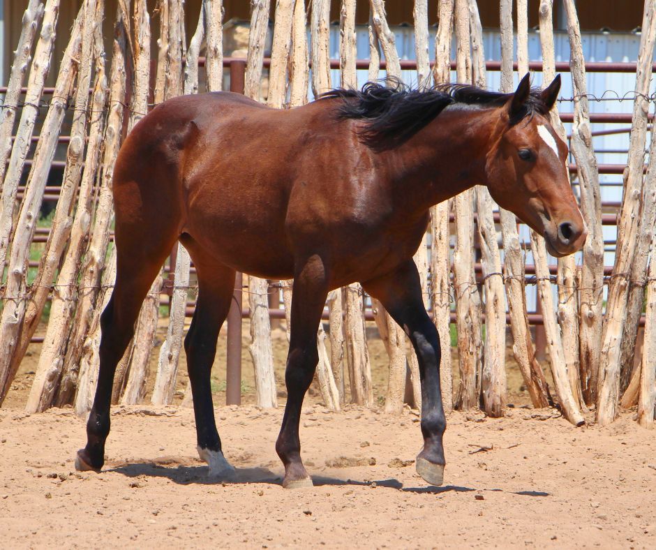 quarter-horse western-paard merrie 3 jaar te koop - Foto 6