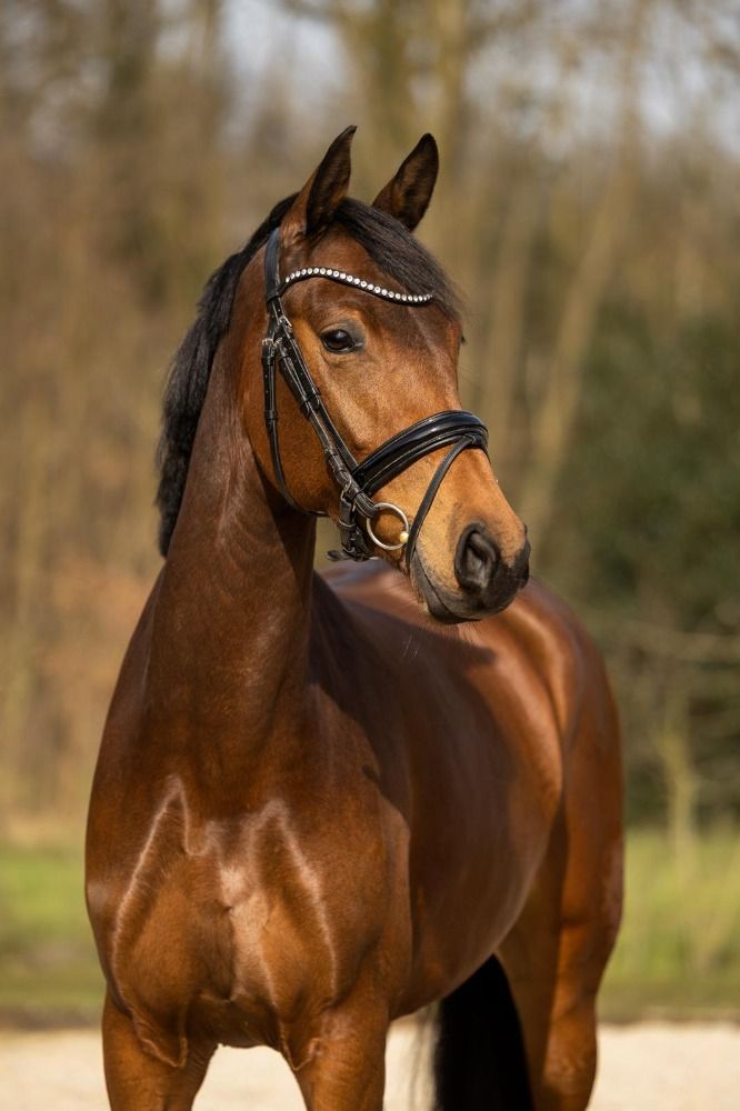 KWPN dressuurpaard Merrie 5 jaar Bruin te koop - Hoofdfoto