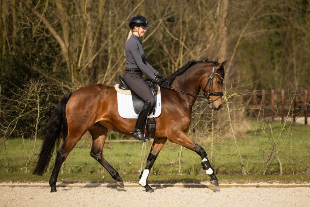 KWPN dressuurpaard Merrie 5 jaar Bruin te koop - Foto 3