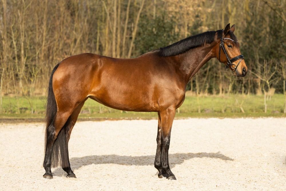 KWPN dressuurpaard Merrie 5 jaar Bruin te koop - Foto 2