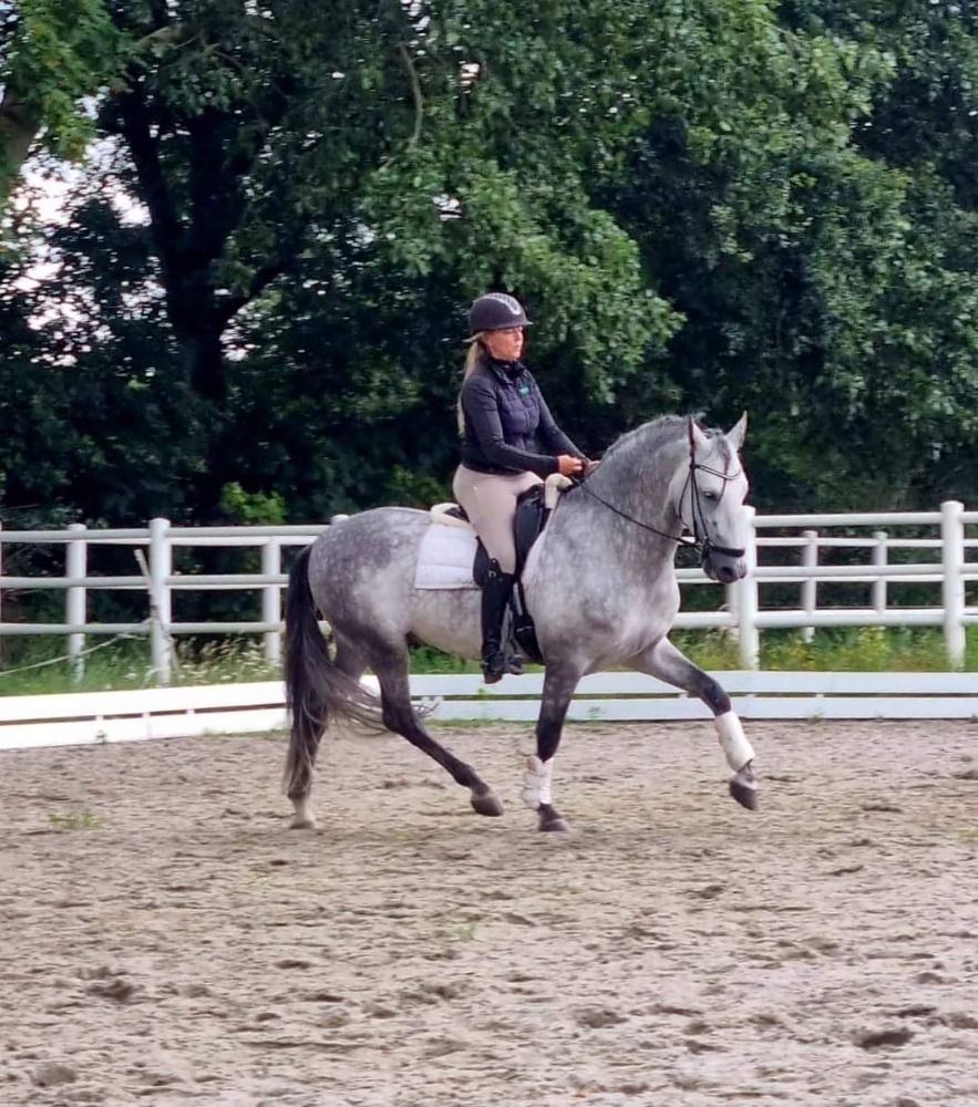 PRE dressuurpaard Hengst 5 jaar Schimmel te koop - Foto 2