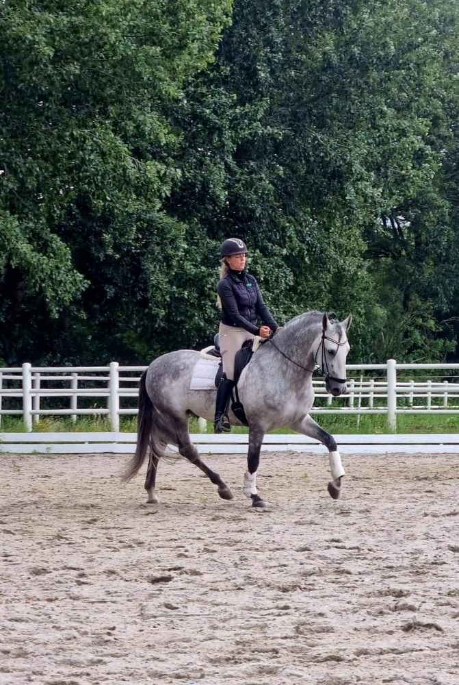 PRE dressuurpaard Hengst 5 jaar Schimmel te koop - Foto 4