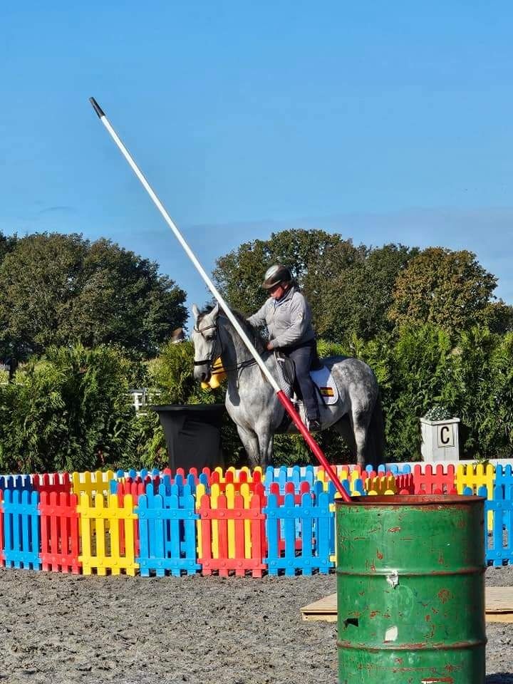 Stoere PRE hengst 5,5 jaar