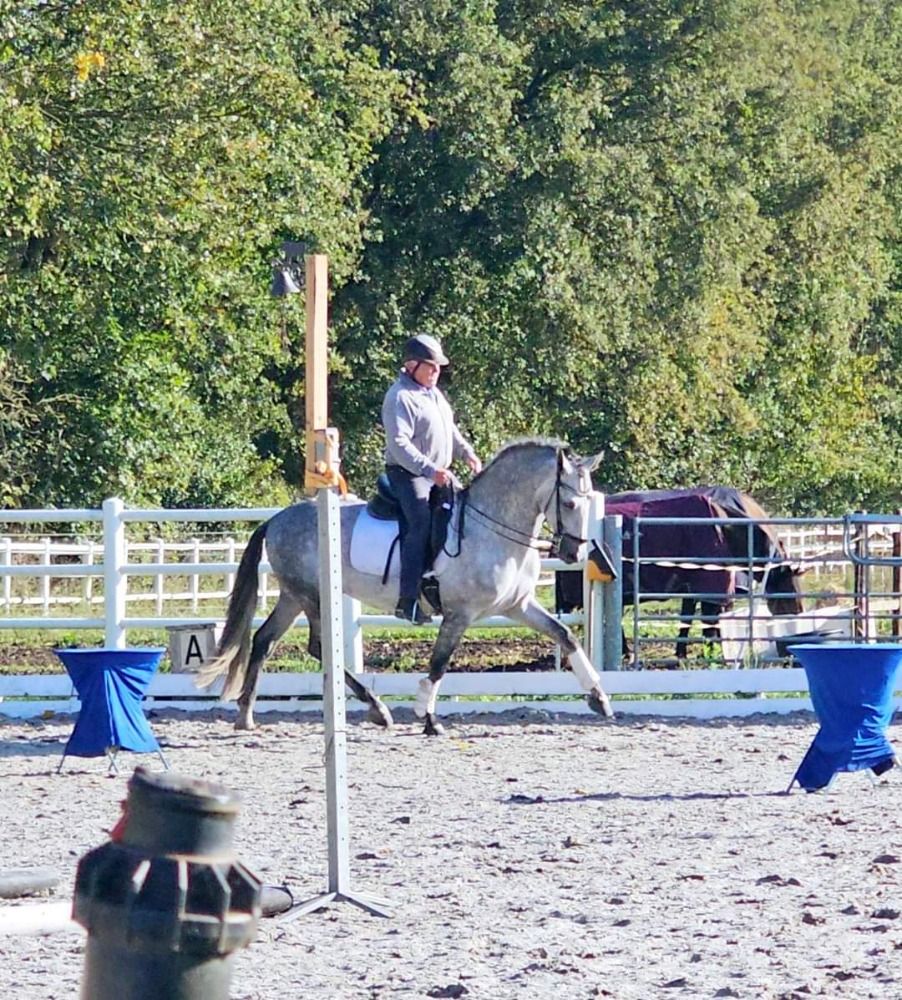 PRE dressuurpaard Hengst 5 jaar Schimmel te koop - Foto 3
