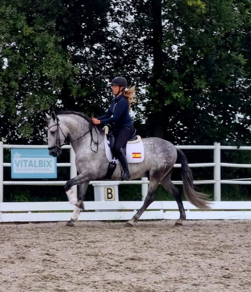 PRE dressuurpaard Hengst 5 jaar Schimmel te koop - Foto 5