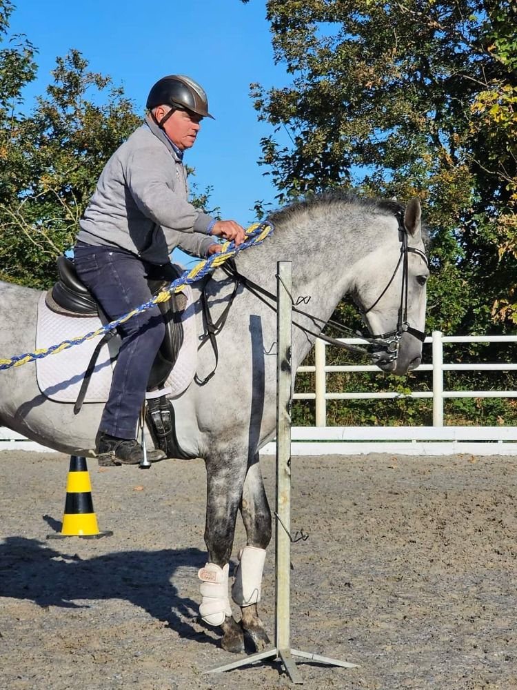 PRE dressuurpaard Hengst 5 jaar Schimmel te koop - Foto 6