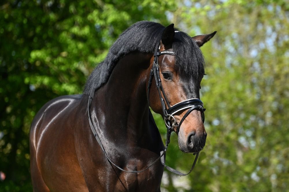 KWPN dressuurpaard Ruin 4 jaar Donkerbruin te koop - Foto 2