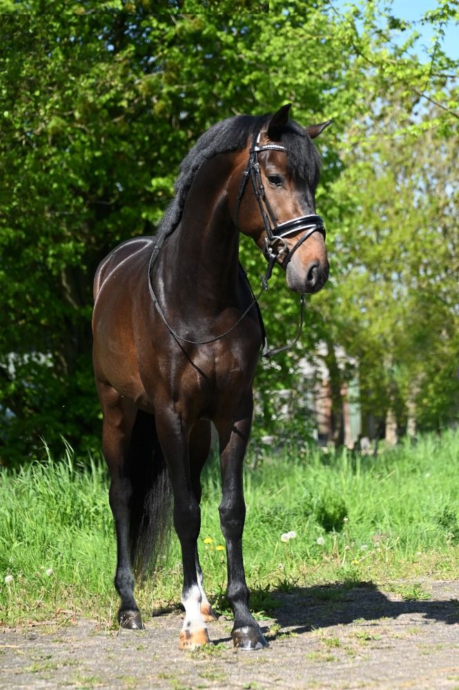 KWPN dressuurpaard Ruin 4 jaar Donkerbruin te koop - Foto 3