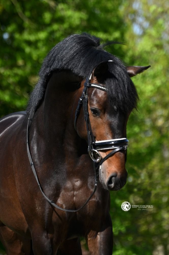 KWPN dressuurpaard Ruin 4 jaar Donkerbruin te koop - Hoofdfoto