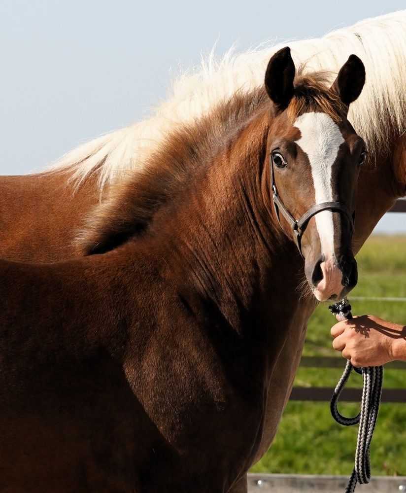 KWPN allround-pony Merrie Vos te koop - Foto 3
