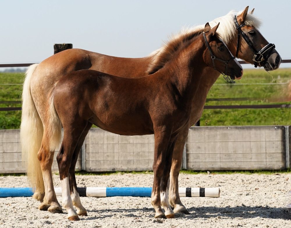 KWPN allround-pony Merrie Vos te koop - Foto 2