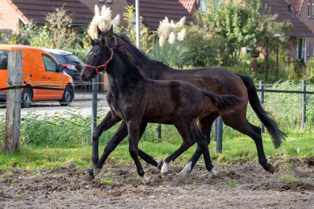 KWPN dressuurpaard Hengst 1 anos bruin à venda - Foto 4