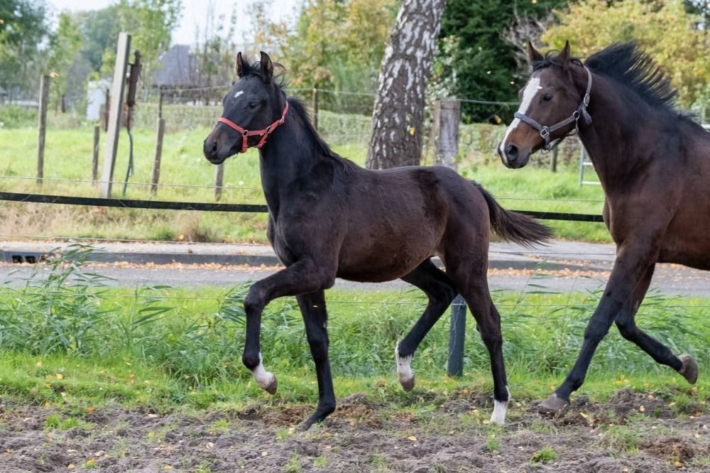 KWPN dressuurpaard Hengst 1 anos bruin à venda - Foto 2