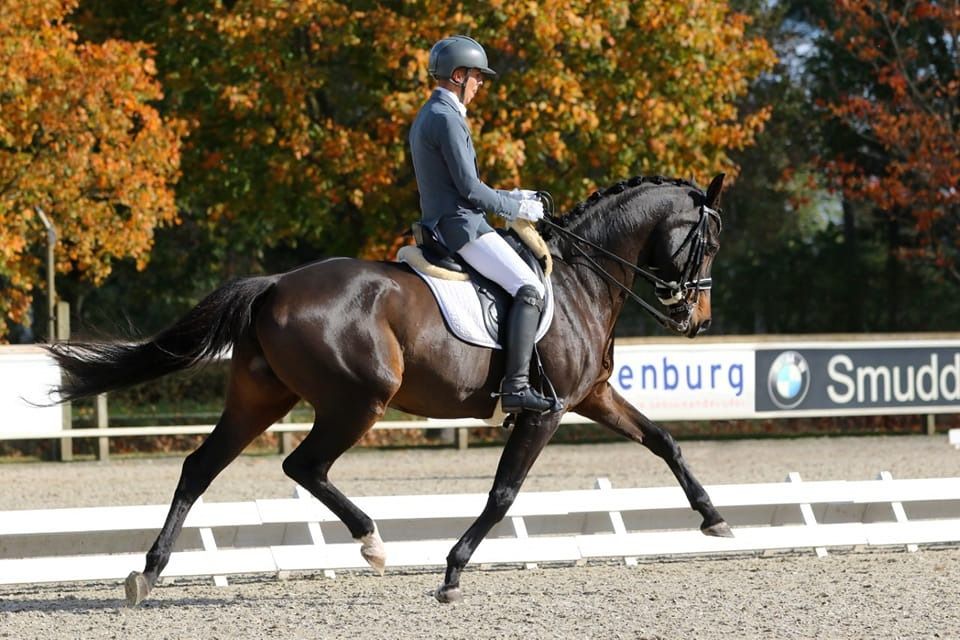 KWPN dressuurpaard Hengst 1 anos bruin à venda - Foto 6