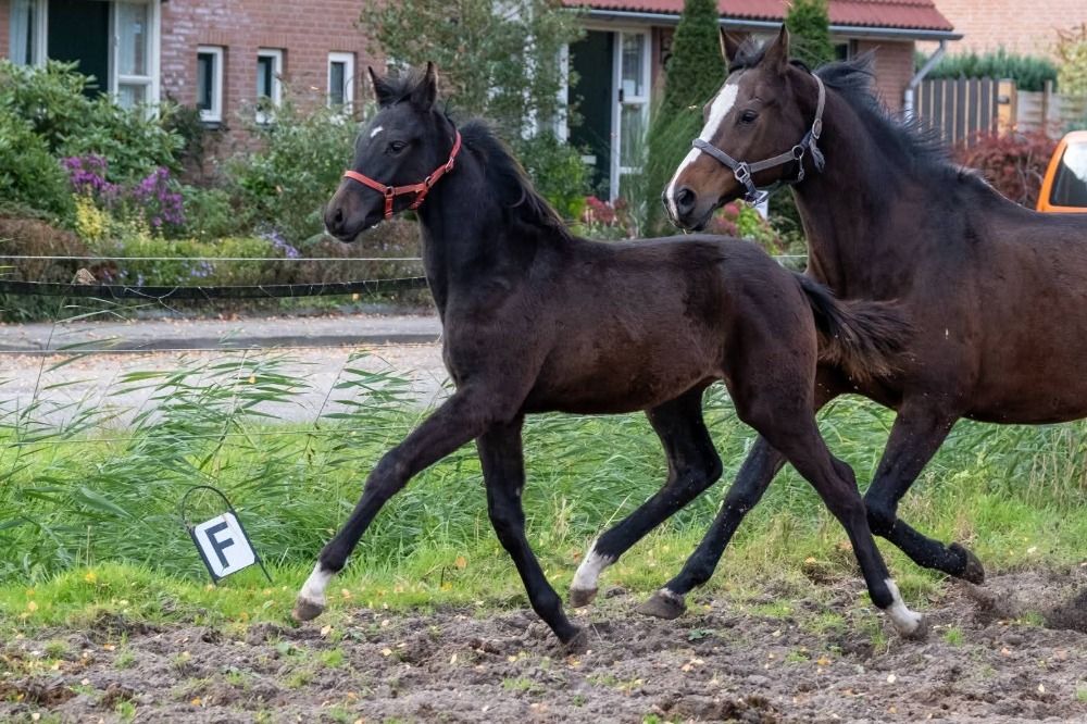 KWPN dressuurpaard Hengst 1 anos bruin à venda - Foto 5