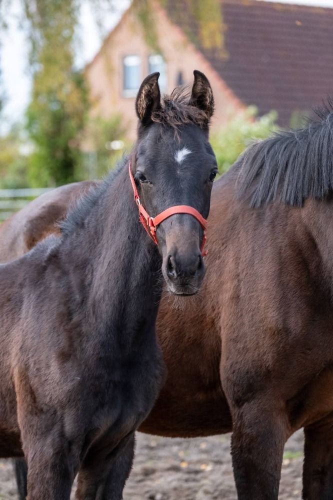 KWPN dressuurpaard Hengst 1 anos bruin à venda - Foto 3