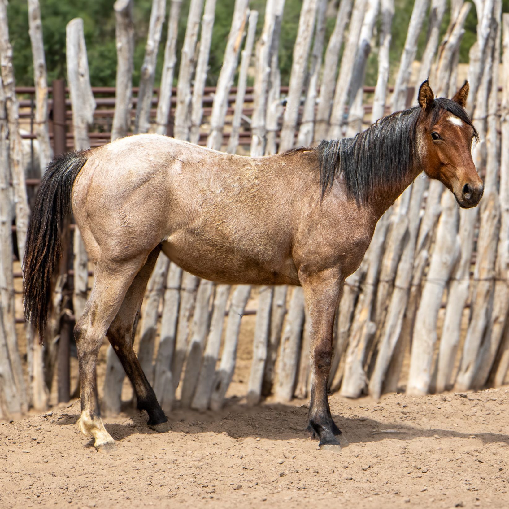 quarter-horse western-paard merrie 1 Jahre alt zu verkaufen - Hauptfoto