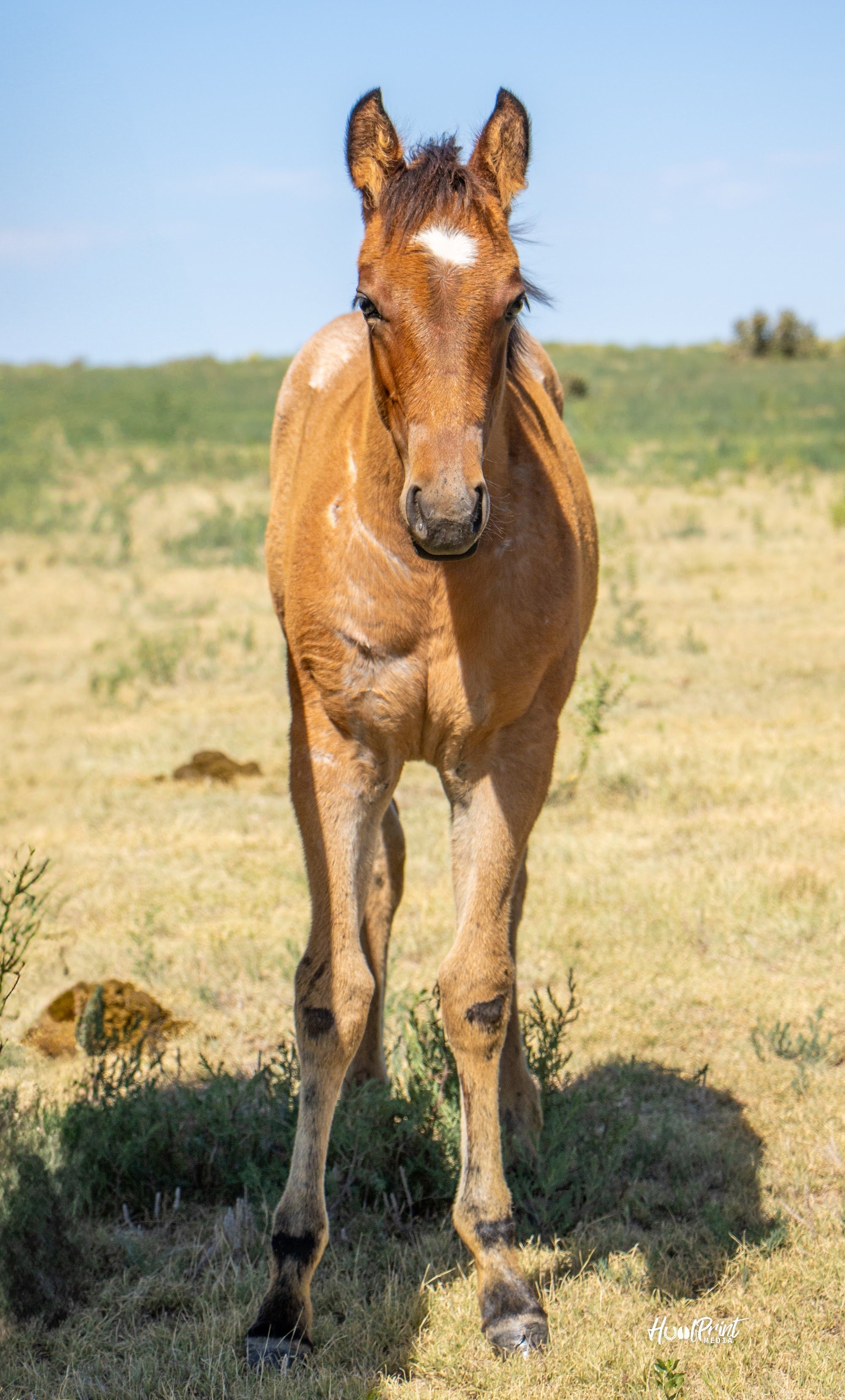 quarter-horse western-paard merrie 1 Jahre alt zu verkaufen - Foto 2