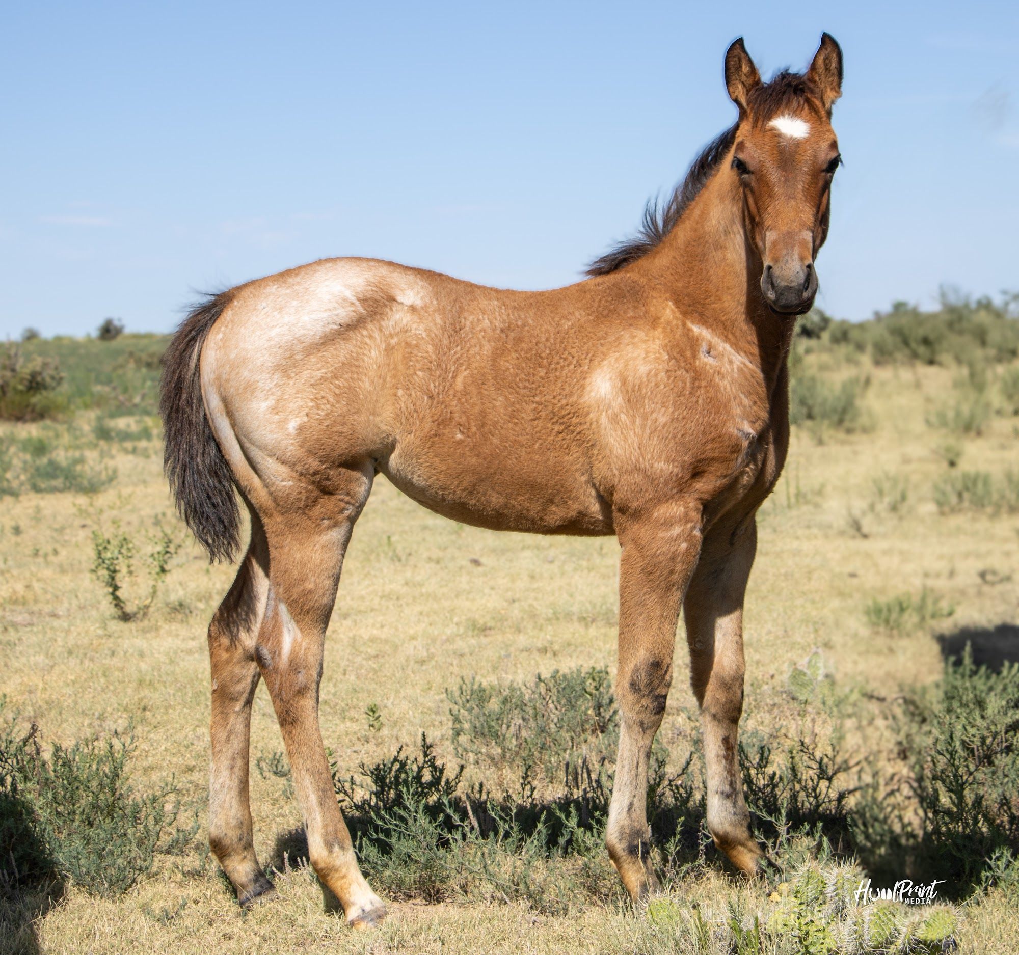 quarter-horse western-paard merrie 1 Jahre alt zu verkaufen - Foto 3