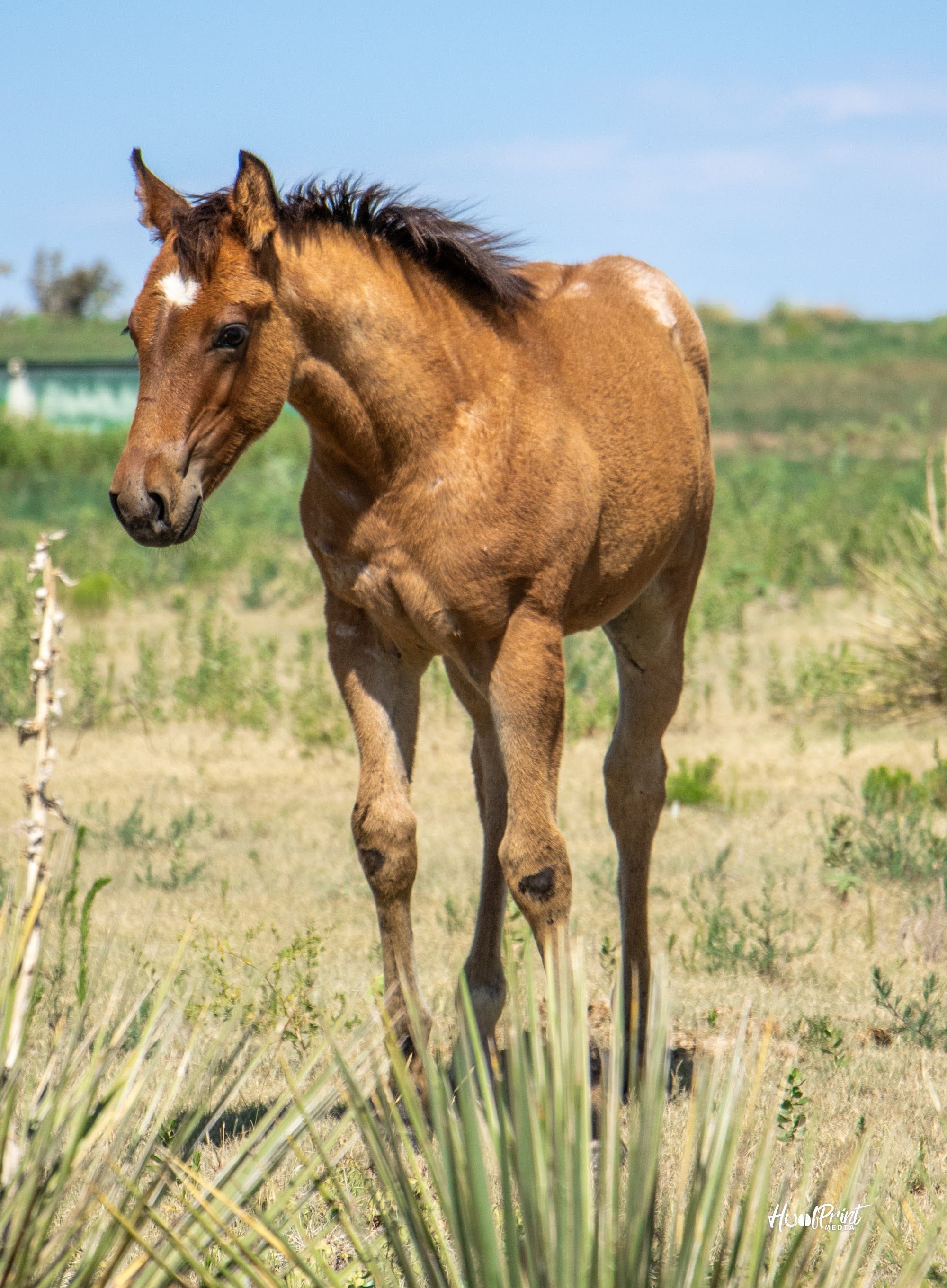 quarter-horse western-paard merrie 1 Jahre alt zu verkaufen - Foto 4