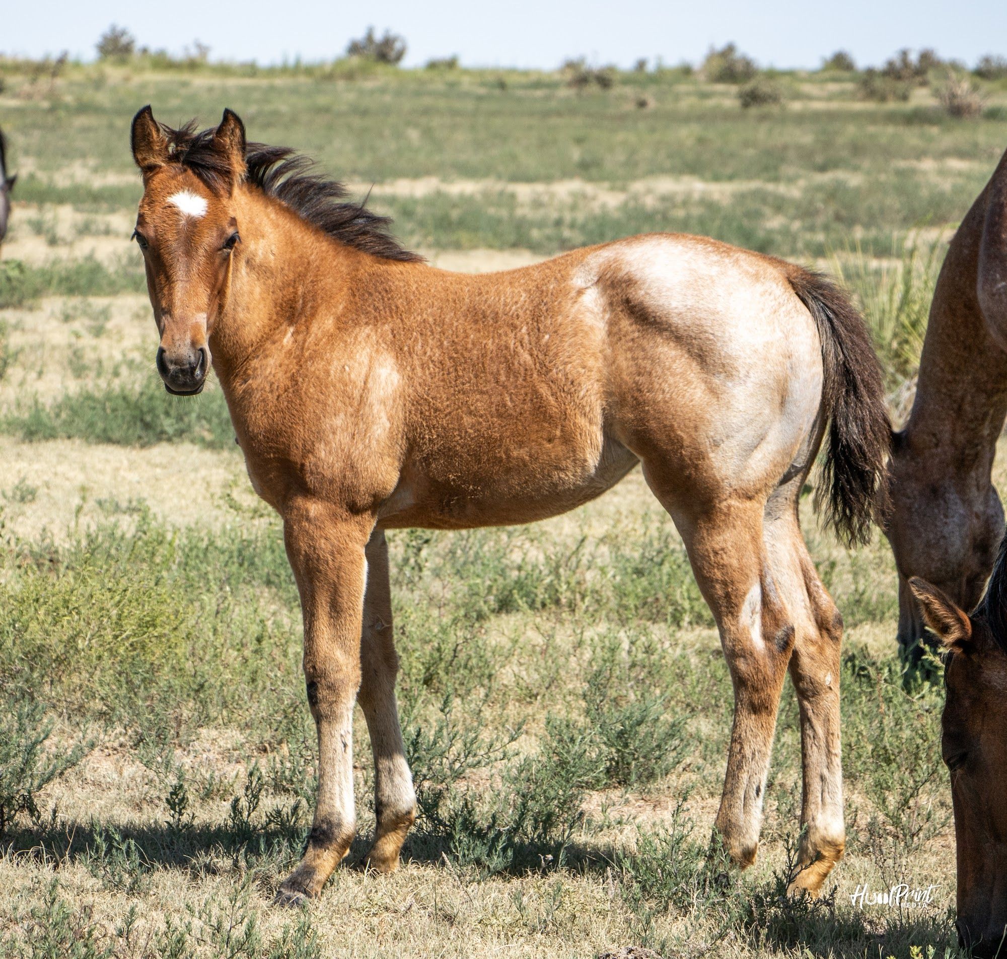 quarter-horse western-paard merrie 1 Jahre alt zu verkaufen - Foto 5